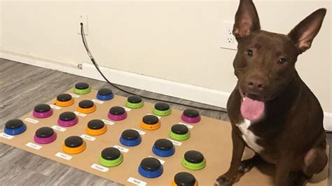 As long as the words are about patterns or routines that already exist in your <b>dog</b>’s life, you’re good to go. . How to make dog talking buttons